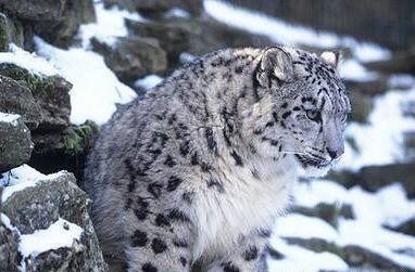 原画　雪豹　前進 #95 GEOARTWORKS🐉ドラけもX11/1-7召喚士様募集🐯11/22-24美しき野生