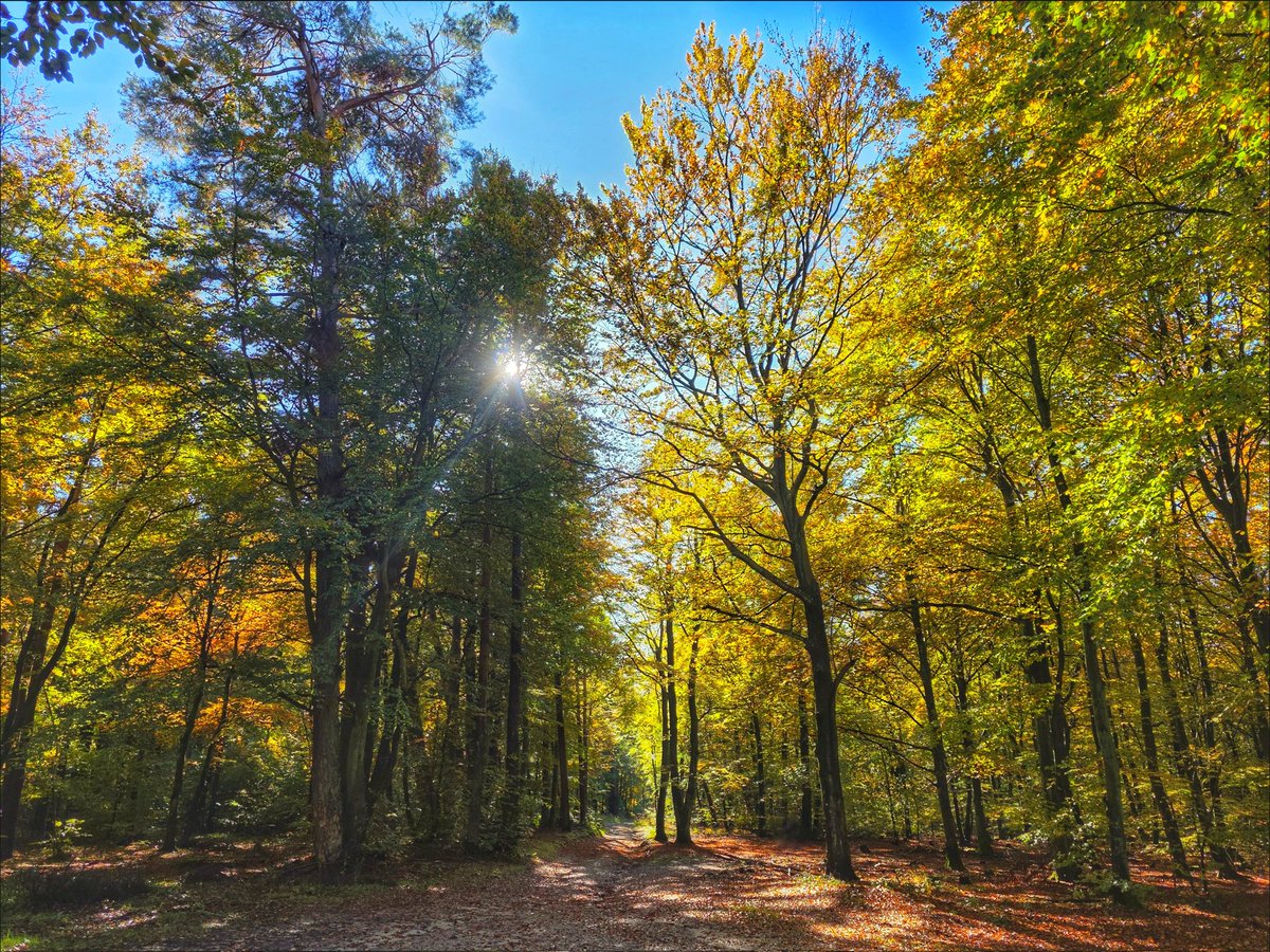 k_pawlowska's tweet photo. #GoodMorning &amp; have a wonderful #Thursday  🍁🌞🍂

“It’s just my favorite time of the year. The whole world changes color.” — Gilmore Girls

#SongOfTheDay is "Remedium" 🎶
https://t.co/gn8Vt3qoFL

#DiscoverPoland #colorsofautumn #Nature #Forest https://t.co/NUldxLVHDa