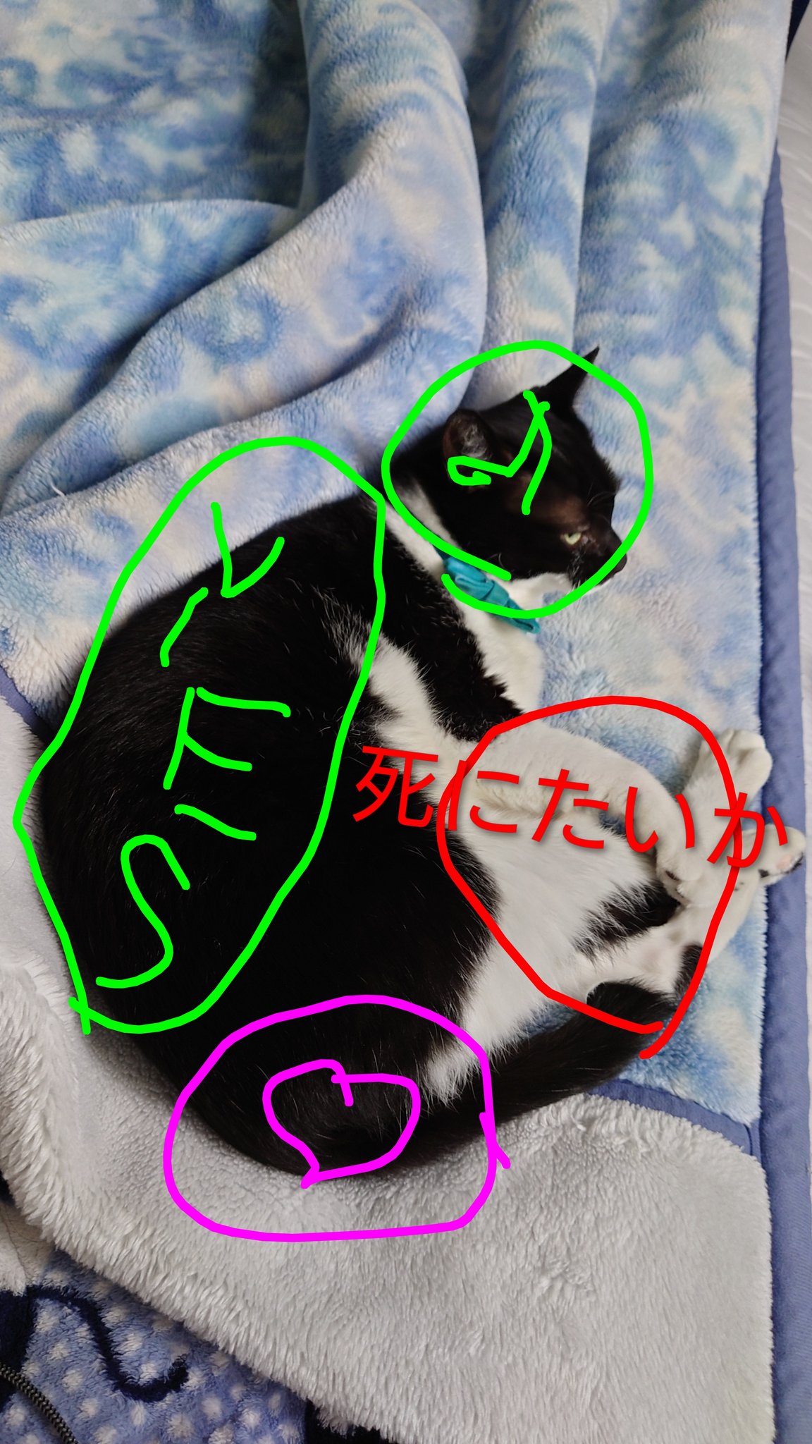 からちゃん🏹🖌️🦖 on X: 