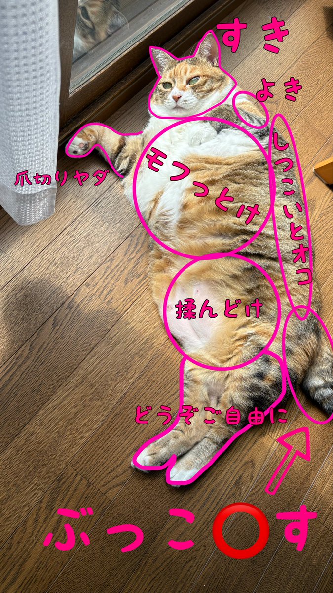 猫だが尻ぽんぽんは大っ嫌いなのである