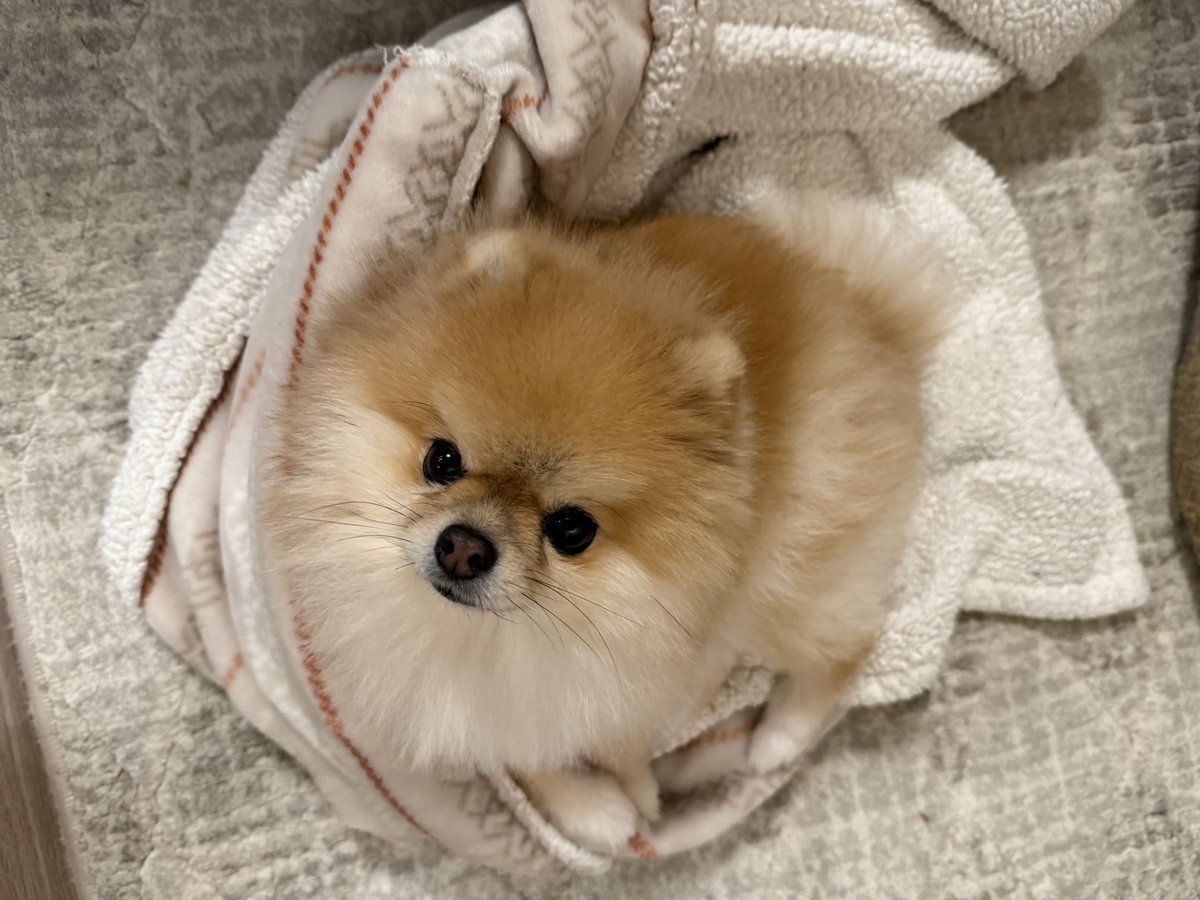 ミサイル (@msl_pome_pome) / Posts / X