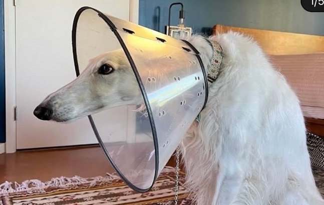 บอซอยมีแต่อิรูปนั้นอะที่ดูน่ากลัว เหมือนหมาปลอม หมาผี สกินวอล์คเกอร์ ส่วนอิริยาบถอื่นบอซอยคือแบบ มีม😂