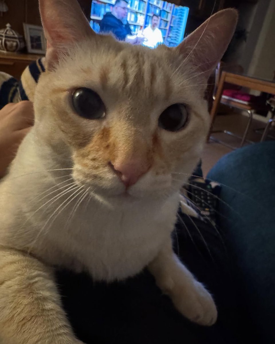 ConfidenCHIal (@confidenchial) on Twitter photo 😹Hay 2 tipos de retrasos y ambos son igual de preocupantes: el primero haciéndole creer a la gente que la Caliqueña llevó el gato a España para sacarle fotos y el segundo es creerse esas MENTIRAS.
Si creen eso porque nunca se enseñaron fotos del gatito reventado están mal. 🤷🏻♂️💩 😹Hay 2 tipos de retrasos y ambos son igual de preocupantes: el primero haciéndole creer a la gente que la Caliqueña llevó el gato a España para sacarle fotos y el segundo es creerse esas MENTIRAS.
Si creen eso porque nunca se enseñaron fotos del gatito reventado están mal. 🤷🏻♂️💩