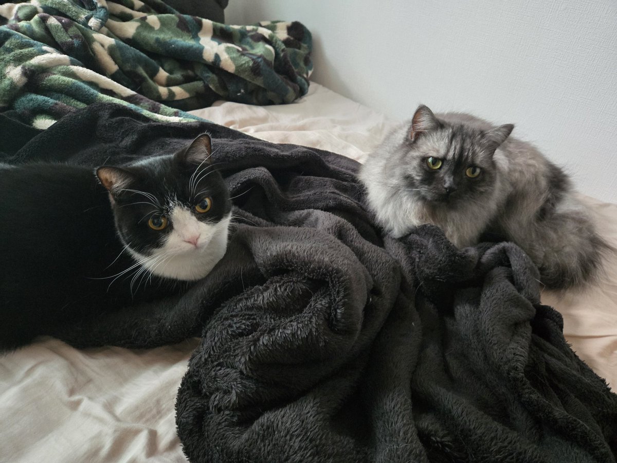 夜勤明けで帰ってきたら
猫がベッドの領有権を主張してる🥹🥹🥹
眠い💤