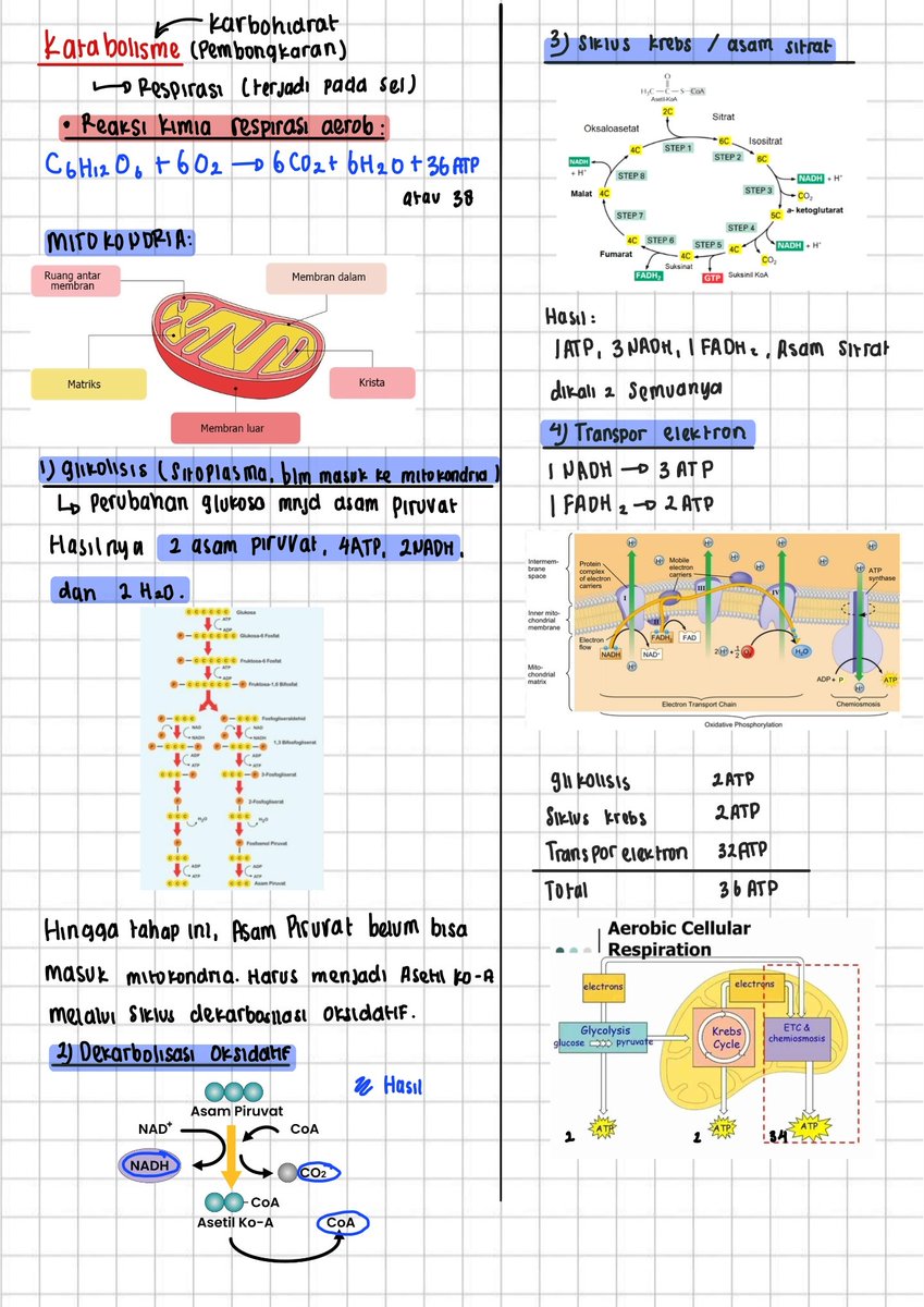 chaenting's tweet image. CATATAN/RANGKUMAN TKA BIOLOGI 🧫
MATERI: METABOLISME ENZIM DAN PEMBELAHAN SEL
notes: setau aku, yang kelas 12 materinya cuma ada ini. Sisanya materi dari kelas 11 dan 10, aku punya catatannya, tapi nanti ya, aku scan duluuuu!