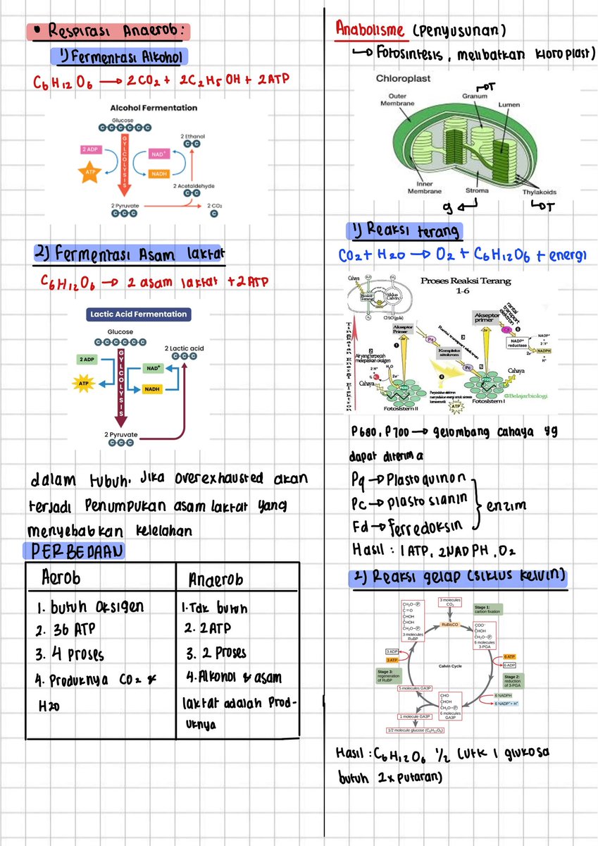 chaenting's tweet image. CATATAN/RANGKUMAN TKA BIOLOGI 🧫
MATERI: METABOLISME ENZIM DAN PEMBELAHAN SEL
notes: setau aku, yang kelas 12 materinya cuma ada ini. Sisanya materi dari kelas 11 dan 10, aku punya catatannya, tapi nanti ya, aku scan duluuuu!