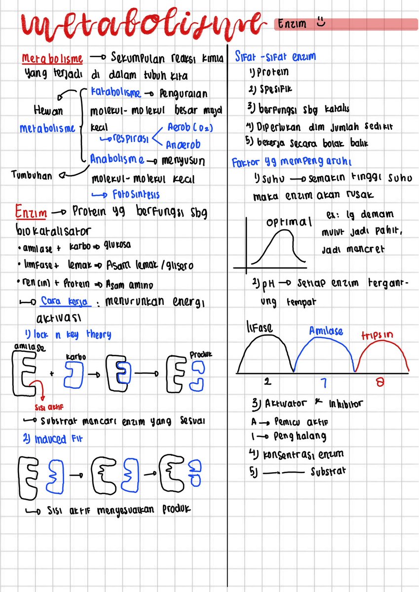 chaenting's tweet image. CATATAN/RANGKUMAN TKA BIOLOGI 🧫
MATERI: METABOLISME ENZIM DAN PEMBELAHAN SEL
notes: setau aku, yang kelas 12 materinya cuma ada ini. Sisanya materi dari kelas 11 dan 10, aku punya catatannya, tapi nanti ya, aku scan duluuuu!