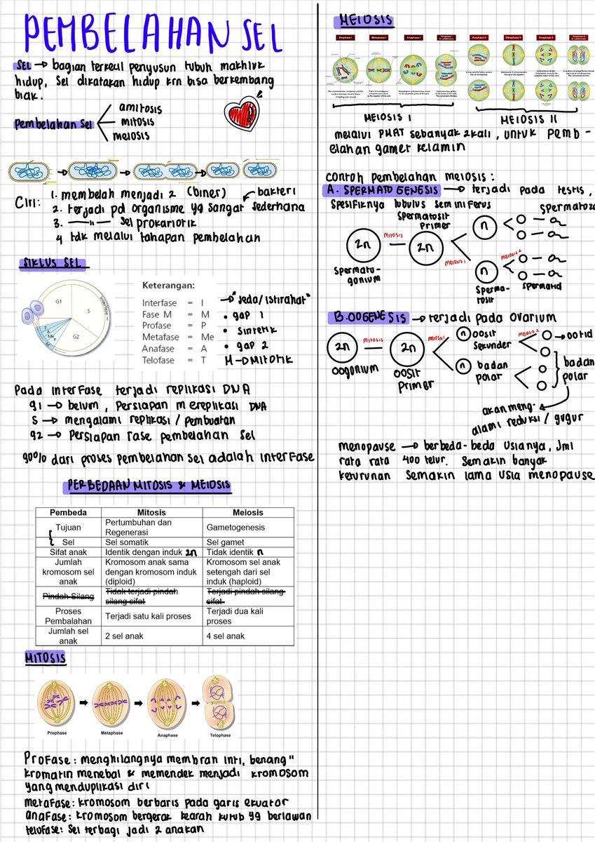 chaenting's tweet image. CATATAN/RANGKUMAN TKA BIOLOGI 🧫
MATERI: METABOLISME ENZIM DAN PEMBELAHAN SEL
notes: setau aku, yang kelas 12 materinya cuma ada ini. Sisanya materi dari kelas 11 dan 10, aku punya catatannya, tapi nanti ya, aku scan duluuuu!