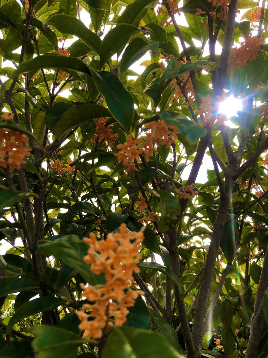 travelandmusic1's tweet image. 金木犀のいい香り🧡
短い秋🍂楽しまなくちゃだね´ ³`°) ♬︎*.:*¸¸