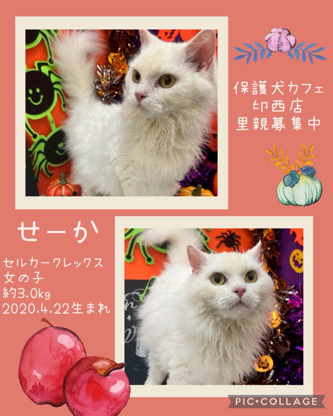 ナカザワショーコ 縁起物百貨店 バイロン 招き猫 大福 漆 ⭐︎一部欠品