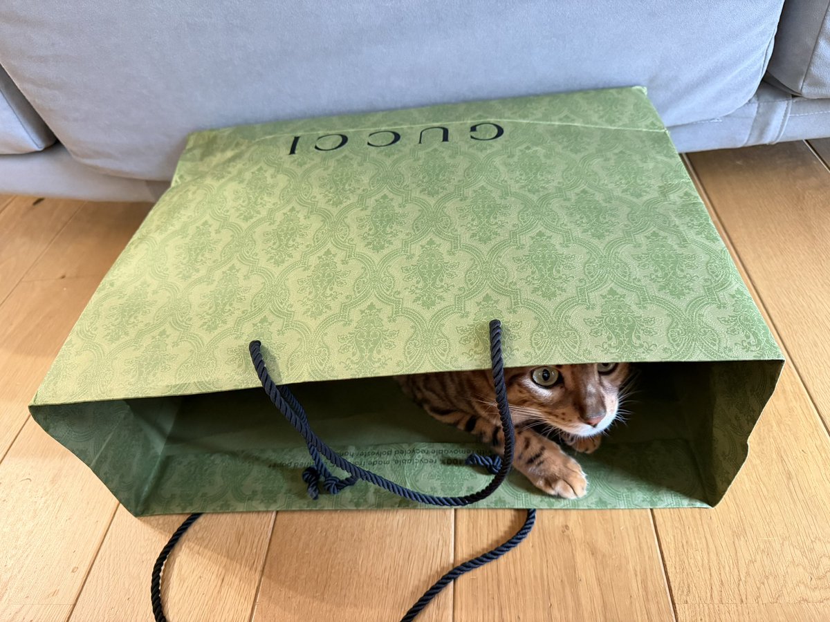 0v0cotto's tweet photo. おやめください！お客様っっ！
それは我が家にある最も高価な紙袋なんですっっっ！！！ https://t.co/O2OatwD56O
