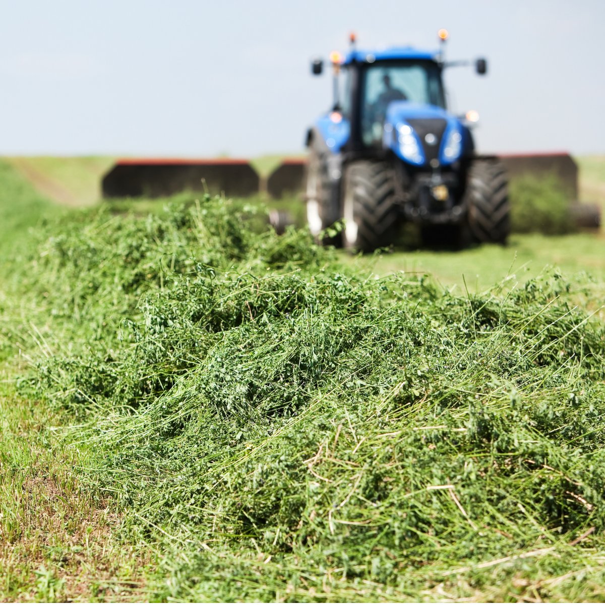 Canada’s forage is trusted worldwide.
Why? Clean soils, regulated production, and experienced producers give us an edge in the global market.
Find out how to access new export opportunities and grow your business:
canadianfga.ca/en/exports/
#AgTrade  #ForageExport #GlobalAg #CFGA