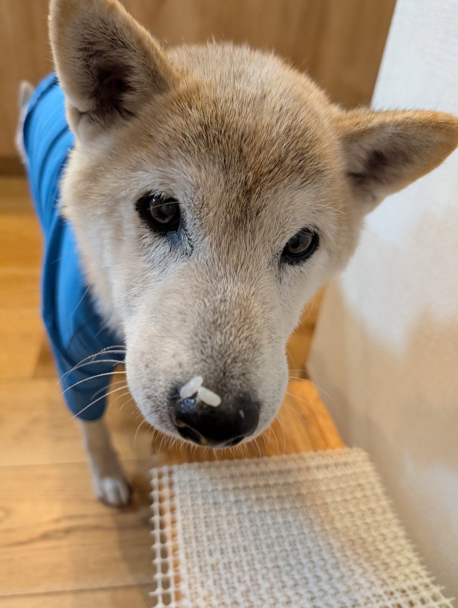元迷い犬が我が家に来て約1年1ヶ月。最近わかったことはドッグフードよりもおやつよりも白米が好きということ。白米だけは先住犬から怒られてもめげずに奪いに行く。お米はデザート感覚で少しだけ。いつもがっつくから鼻にお残し。後で食べるのに取っておいているのかな。