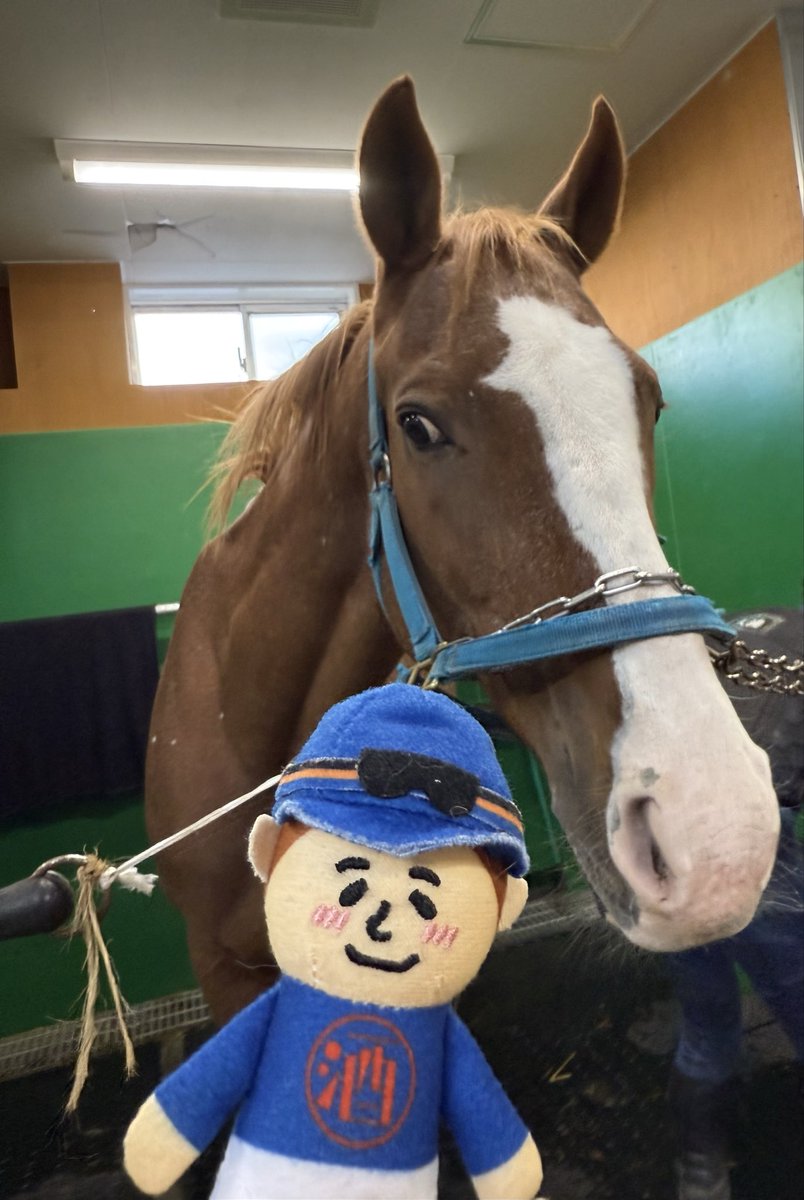 全国100万人のスピリッツミノル ファンの皆様！ 元気に障害飛んだり し