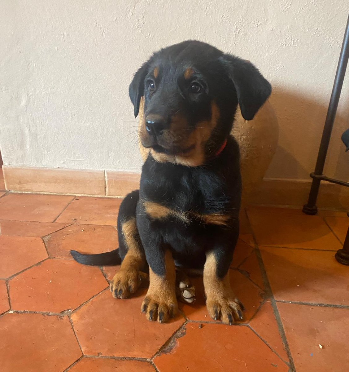 AlphaCast tweet media