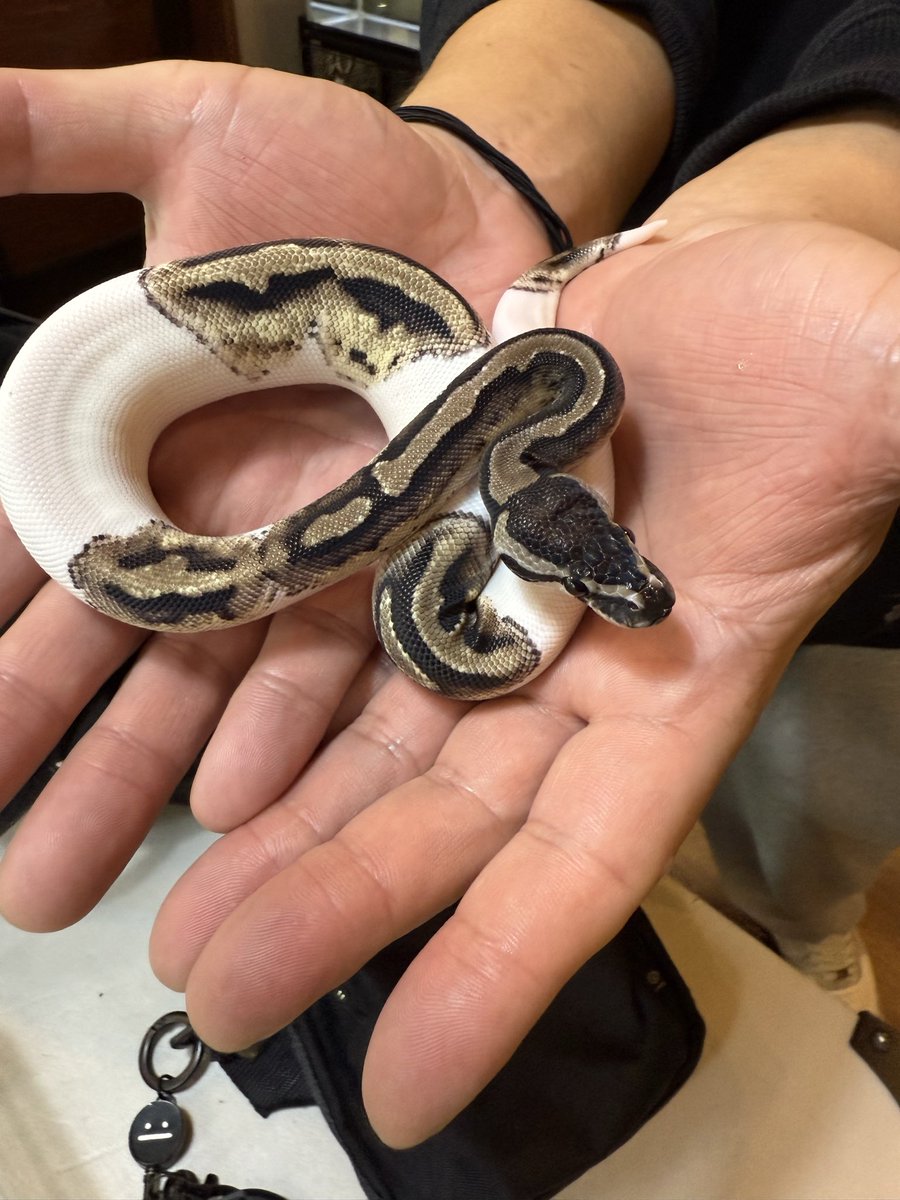LR63112026's tweet image. LRCB
TSKアザンパイ♀
お迎えありがとうございます🤩
餌付けまでお時間頂きました!
しっかり食べる子ですので大きくしてくださいね💕︎
この水墨模様がたまりませんね🤤
成長を楽しんでくださいね(* ᴗ͈ˬᴗ͈)”
こんこともよろしくお願いします。
#ボールパイソン
#福岡
#ballpython