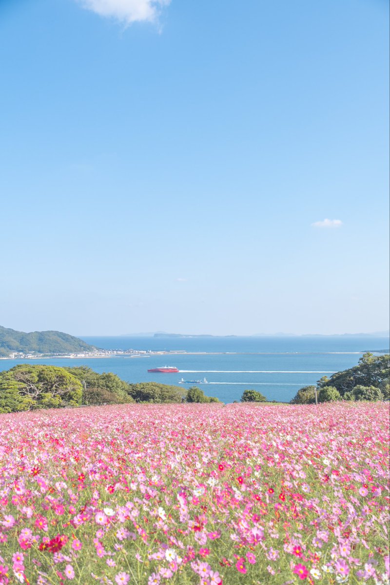 絵本のような海の見えるコスモス畑𓂃 𓈒𓏸