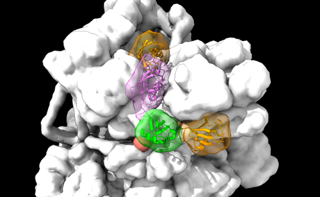 AcadSinica's tweet image. A new mechanism of protein degradation: revealing how the proteasome recognizes branched ubiquitin chains
sinica.edu.tw/en/news_conten…
#CryoEM #proteasome #ubiquitin
@IBCSinica