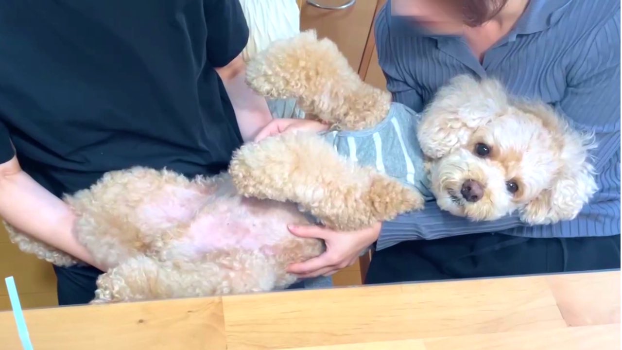 ayhyimam　プードル ミミクリーペット トイプードル｜ミミクリーペット（MimicryPet