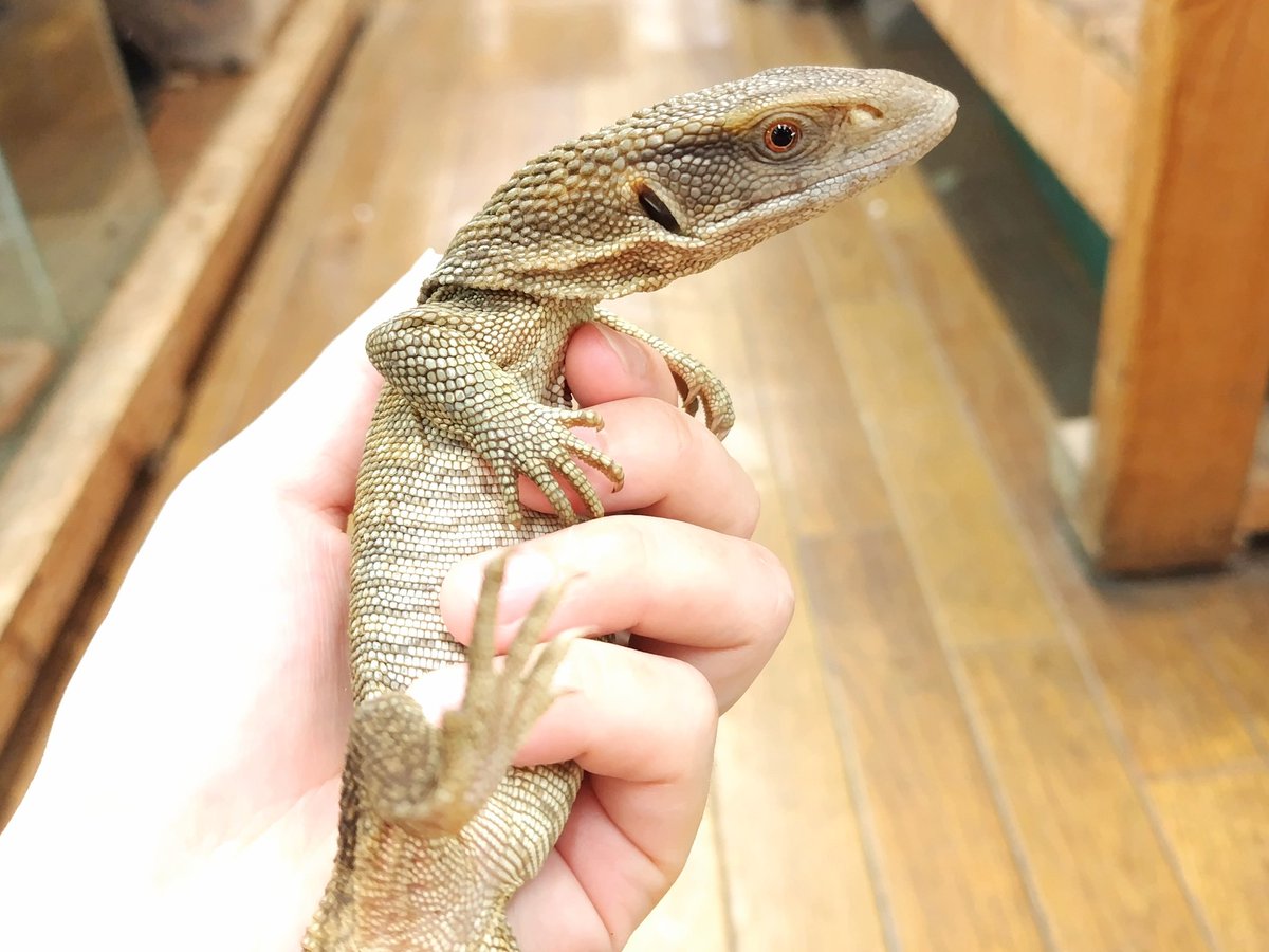 ✨入荷✨
︎
・イエローヘッドモニター(ハイイエロー)
大き過ぎず小さ過ぎない調度良いサイズです！
目指せベタ慣れ！！(ง •̀ω•́)ง

・サバンナモニター
 餌の与え過ぎによる肥満に注意⚠️

電話、メールでのお問い合わせお待ちしてます❗️
よろしくお願いします☀️