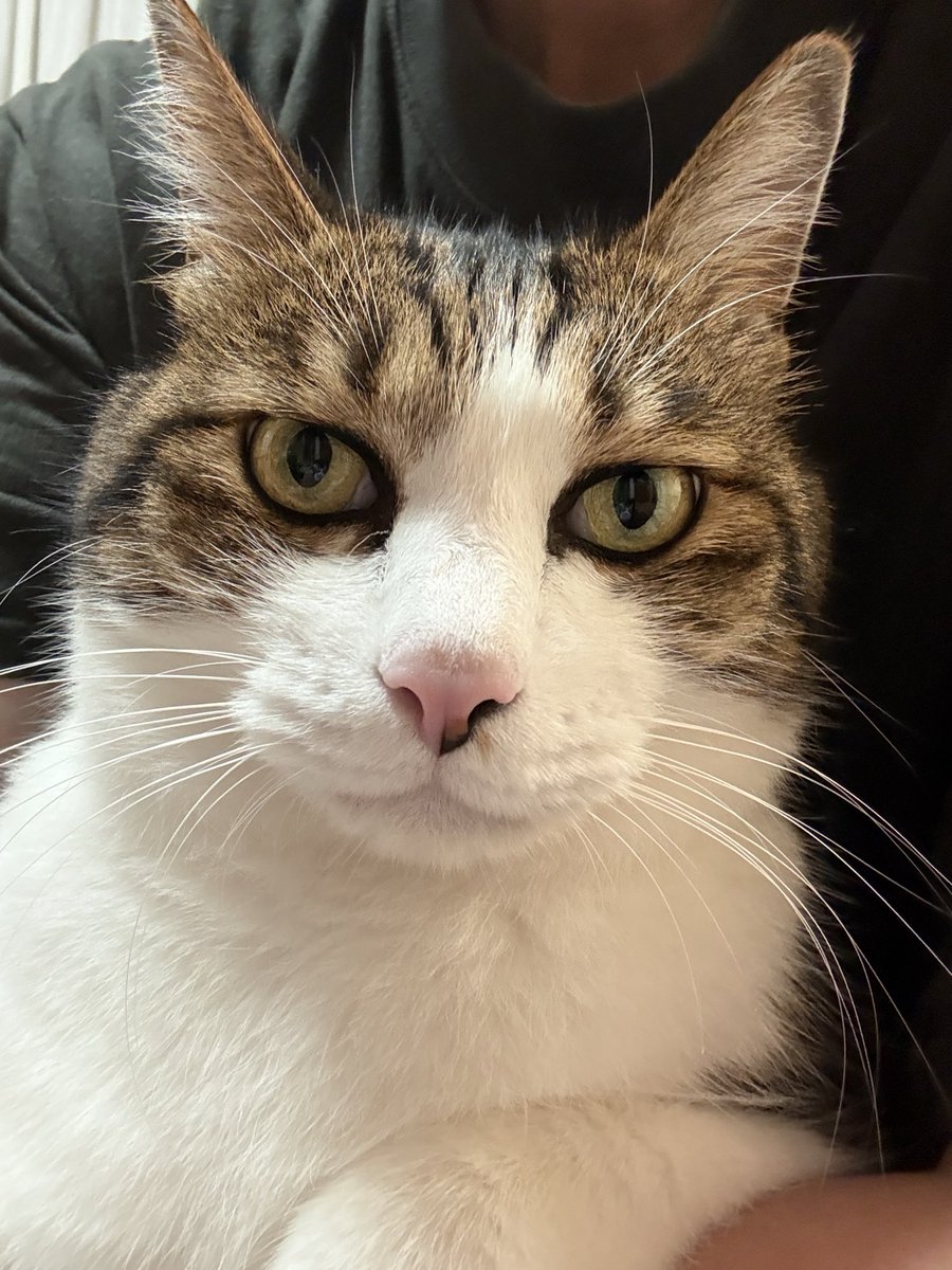 きじとら様 きじとら🐶ハニ&せじろ🐱 on X