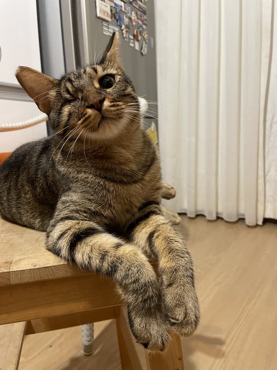 Hemen çocuğuma bakın bi (evet çocuğum). Bu sabah yeterince kucak seansı yapamadan evden çıkıyorum diye bu bakış. Hadi çık bakalım Burcucum, ye kendini de bi’ gelince özür dilersin bi ıslak mamikle.  #libyathecat