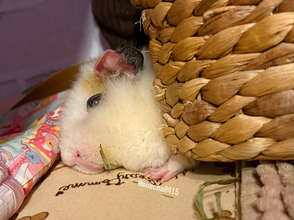 ちゃちゃ (@moecha0415) / Posts / X