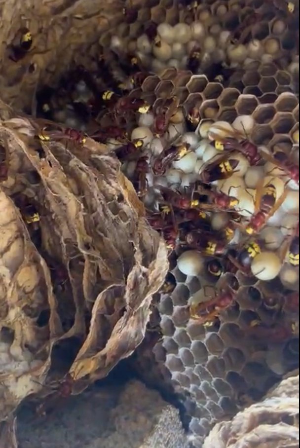 El <a href="/goib/">Govern de les Illes Balears</a> confirma la presència de la vespa oriental a Mallorca

S’ha detectat i retirat un primer niu al municipi d’Esporles, ja retirat.

🔗tn.caib.es/vespaoriental