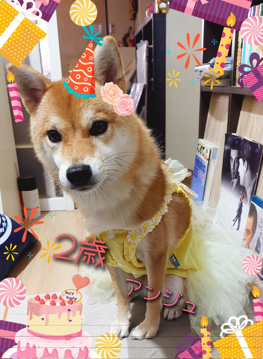 urusub508's tweet photo. #柴犬 #柴犬大好き 
 #柴犬アンジュ
 #誕生日おめでとう
今日うちのアンジュが
2歳になりました🐶
お婿さん募集中です
これからも元気でいてね https://t.co/SzJbLNjwnK