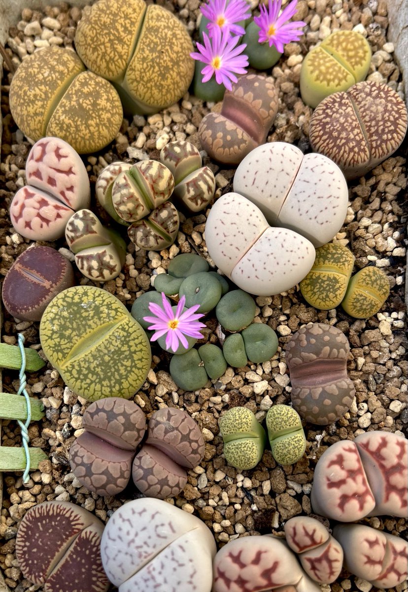 いつものメンバー

寄せ植えてごめんなさいっっ🙏
やっぱり可愛い〜ので😚