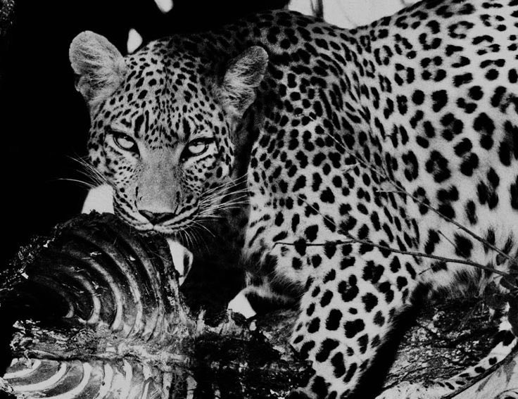 REX (@rexchillect) on Twitter photo 