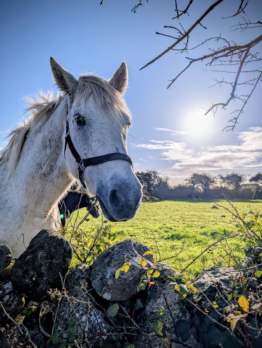 joreilly's tweet image. Out walking dog between meetings and ran in to one of the neighbours 😃