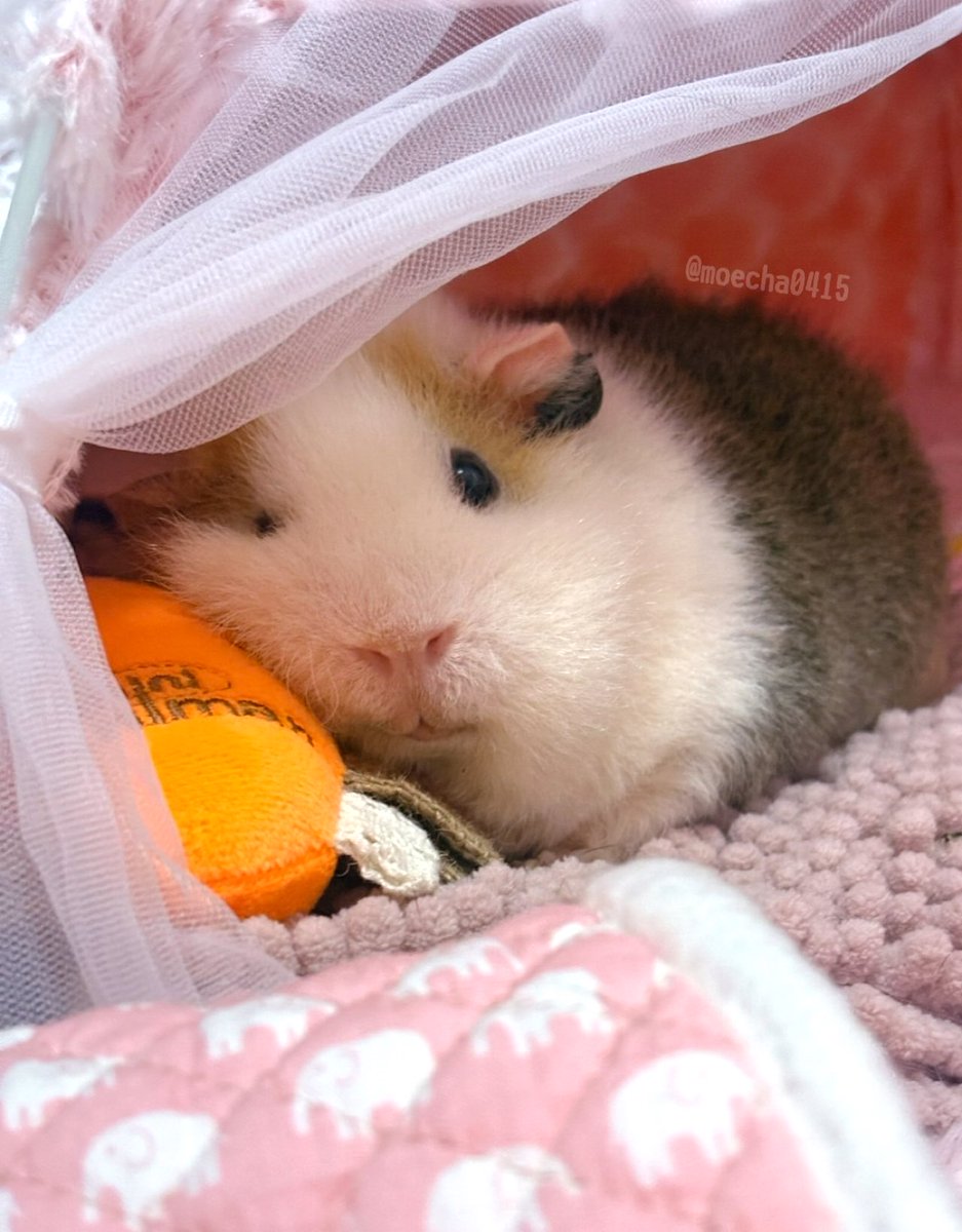 ちゃちゃ専用ページ ちゃちゃ (@moecha0415) / Posts / X