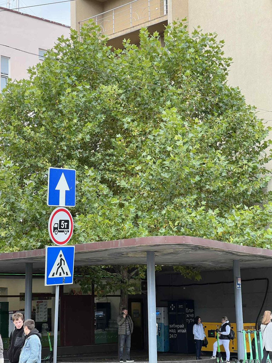 Непогано цей прутик там освоївся за 10 років