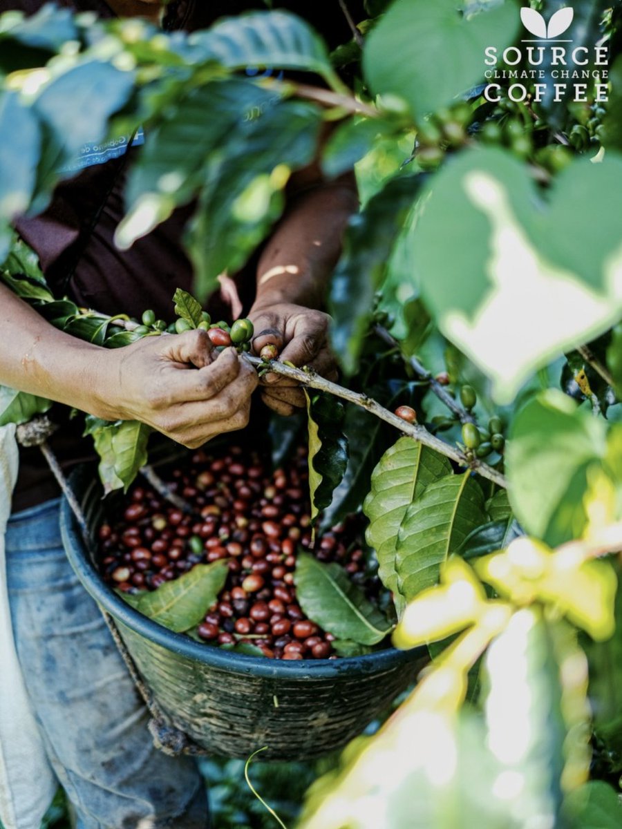 SClimateCoffee's tweet photo. 🌿 At #COP30 today’s focus is on planetary and community stewardship. Protecting forests, oceans, and biodiversity while amplifying Indigenous voices.
 We’re grateful to our Cloud Forest farmers ☕ whose sustainable practices nurture both people and planet 🌎
 @SoilAssociation https://t.co/bmpNwFFYHS