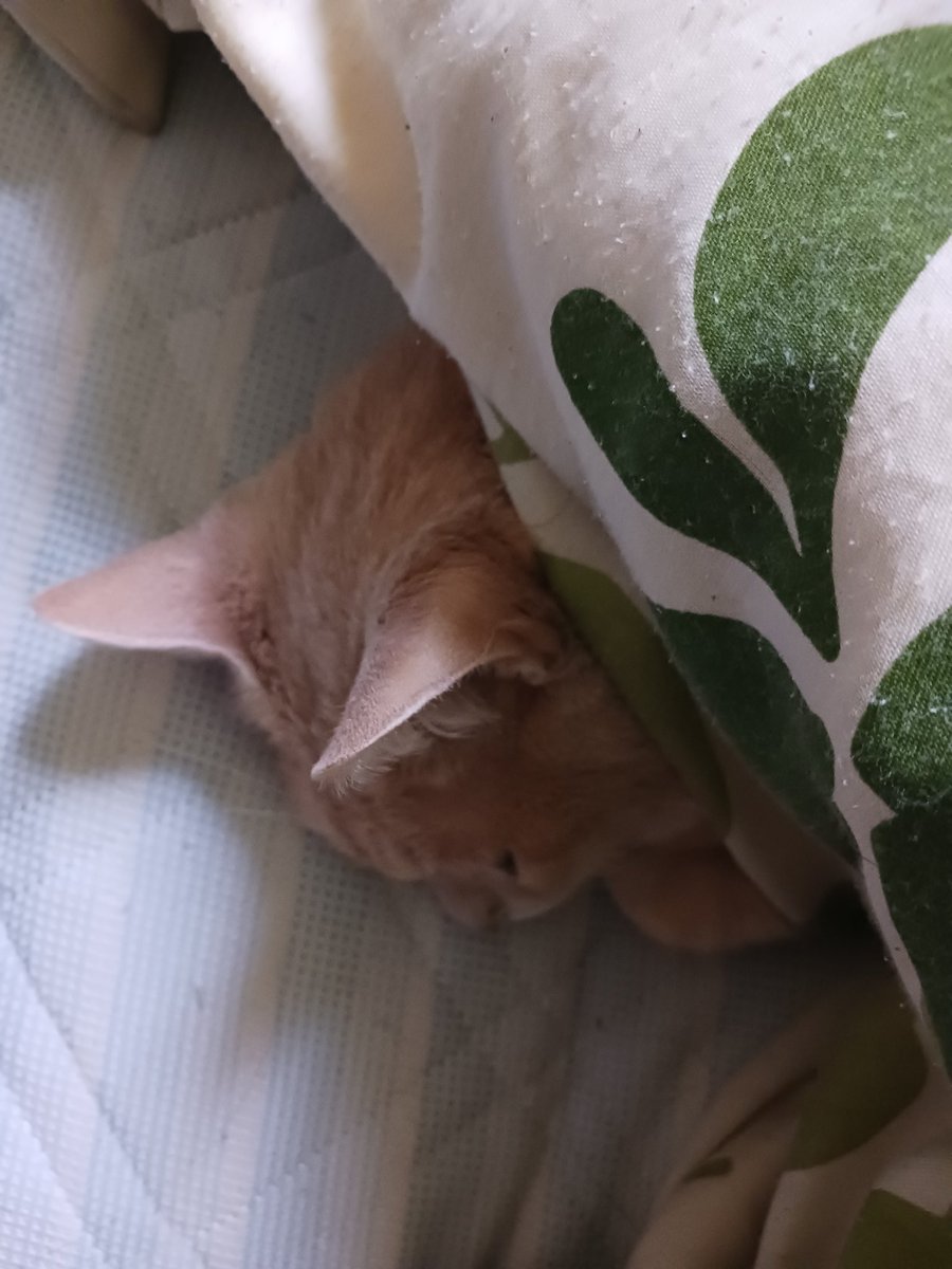 購入前に連絡下さい★猫飼ってます•*¨*•.¸♬︎ 巳巳巳 on X