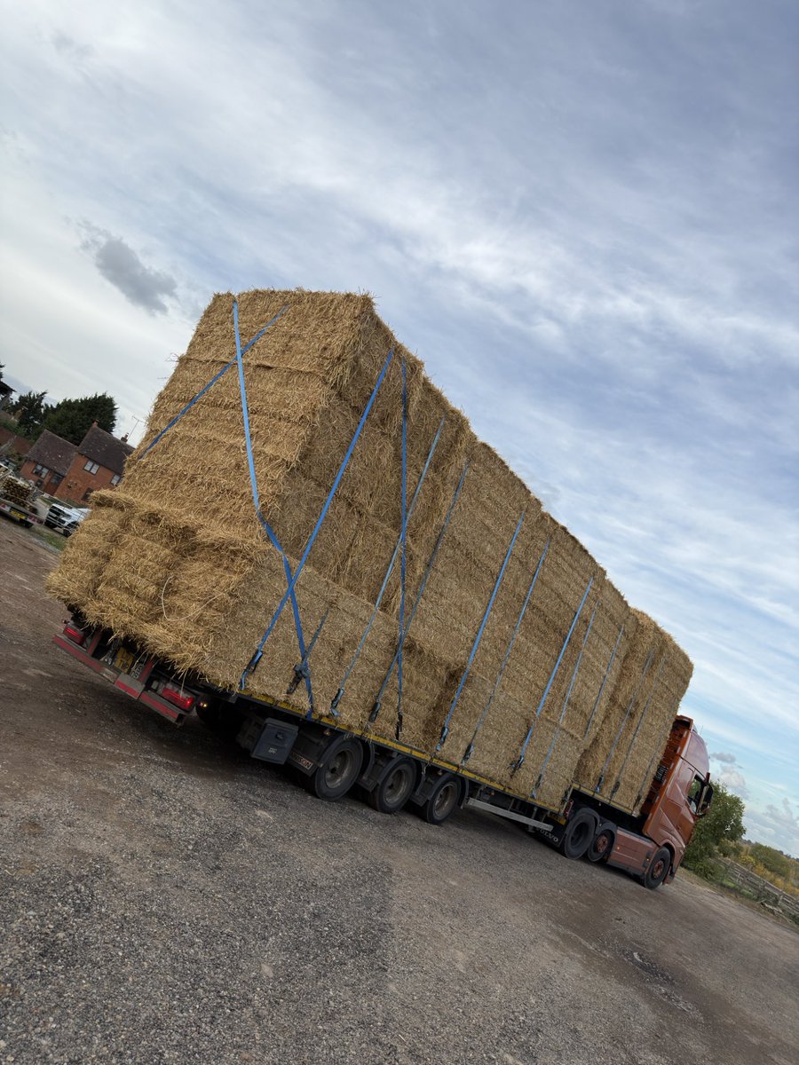 The golden brick express 🧡