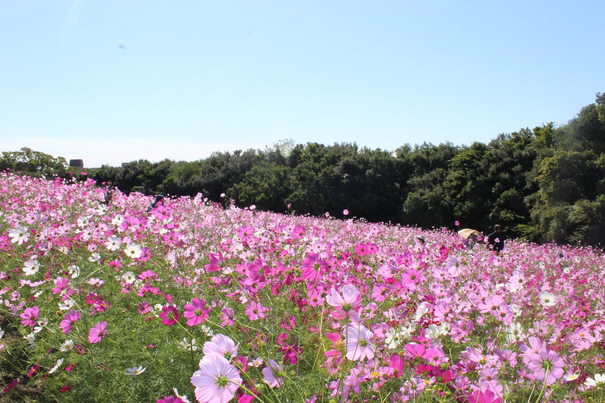 万博のコスモス見頃でキレイだった〜🌸
エキスポシティの駐車場、平日買い物しなくても無料なの⁉️
次からは車で行けるようにがんばろう🥹
万博、鶴見緑地あたり車で行けたら👶とのお出かけもっと楽しめるのに🥹育休中にがんばろう✊