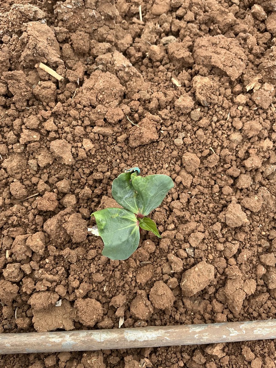 🌱 Emergence is underway, with early-leaf cotton showing good colour and vigour where conditions have held. However, variability is apparent in some rows due to seed viability and soil conditions.

💡 We’re actively monitoring:
•Soil crusting and dryback for re-watering triggers