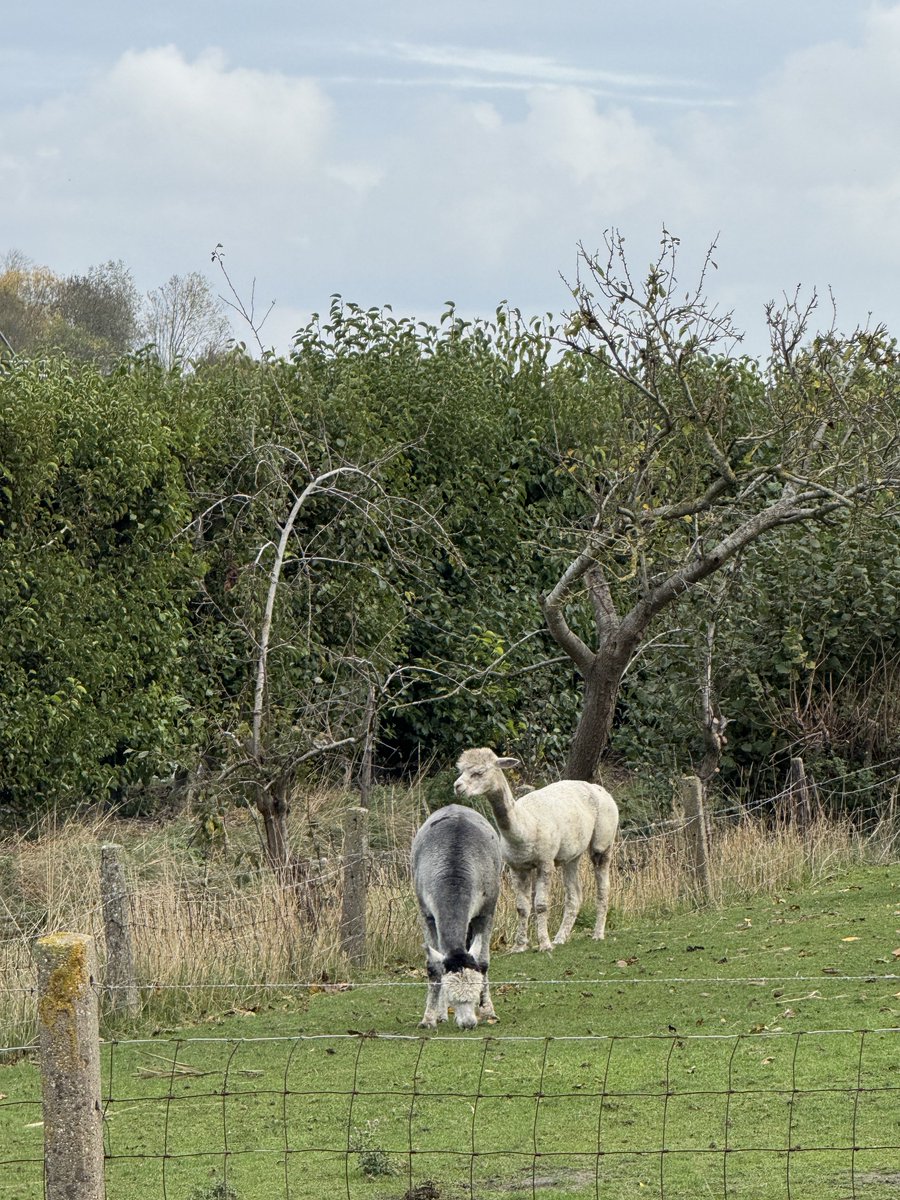 Goedemorgen wens jullie een mooie donderdag toe 😘🍁🍂💨💨💨! 
Bij de Kruisdijk / Breskens gemeente Sluis!gisterenmiddag! 🚴‍♀️🚴‍♂️