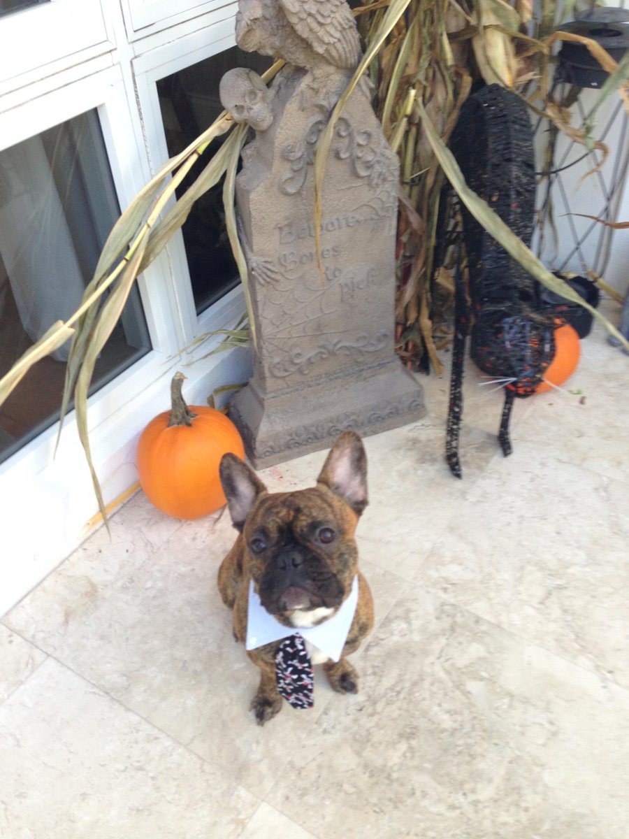 OttoKeller13's tweet photo. PUMPDOG on https://t.co/afZQtJZn6i # Frenchie https://t.co/Ycsr2VjIZY