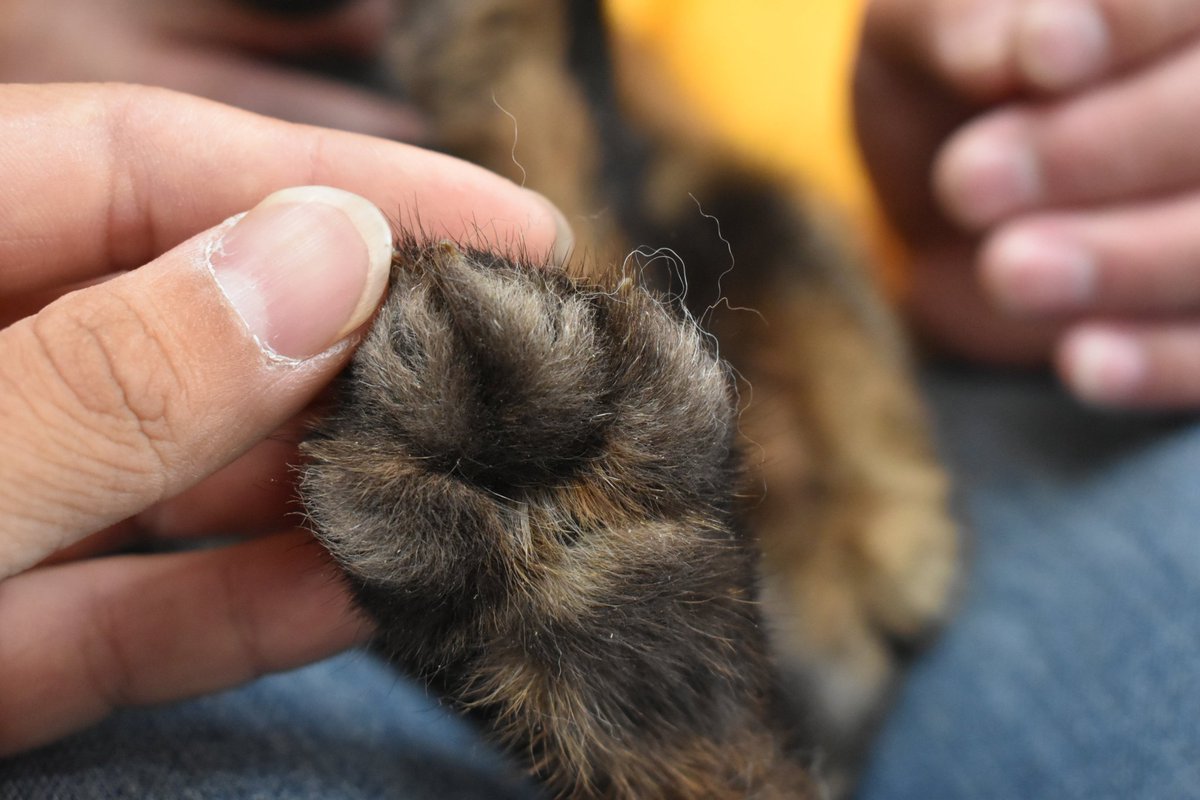 Чей лапка? Кто потерял?