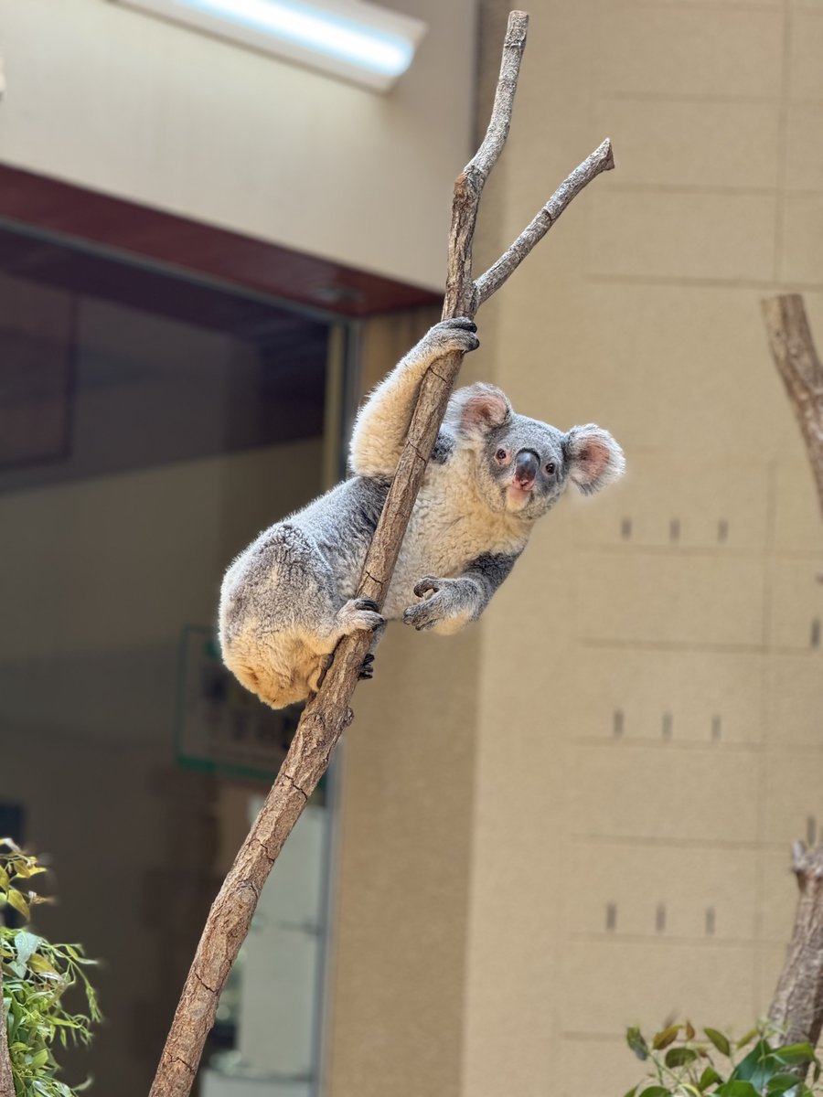 パンダ✨ mita Sneakers X adidas Zx 8000 (EQT) - Releases