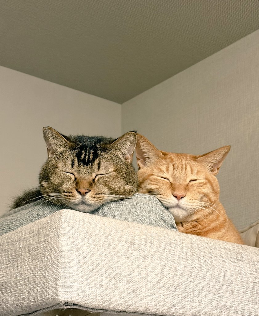 小川ページ Style Icon in Freada＃1 小川紗代＜Freada＞｜Daytona Park(FREAK'S