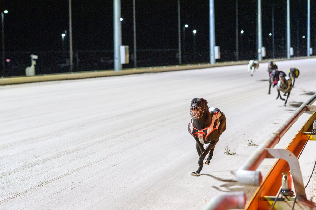Never in doubt! The Lady Trainers final has been won by Sunny Smiles in a quick 25.23 over 457 metres for Jemma Daley. It was a cakewalk, winning by six and a half lengths!