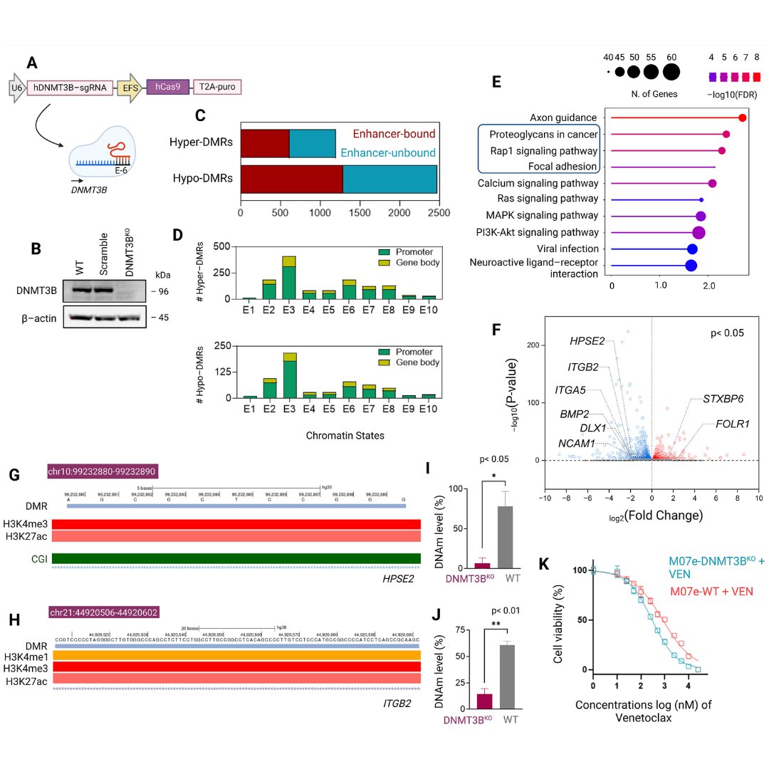 GenesNDiseases's tweet image. This recent study uncovers how C/G fusion drives #EpigeneticReprogramming through DNMT3B in acute megakaryoblastic leukemia (AMKL), highlighting DNMT3B inhibition as a potential therapeutic strategy for AMKL. @SamratRoyChoud6 @uamshealth 

#OpenAccess: sciencedirect.com/science/articl…