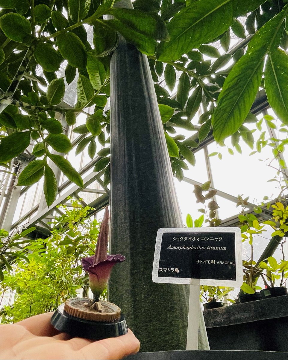 かはく【国立科学博物館公式】 on X