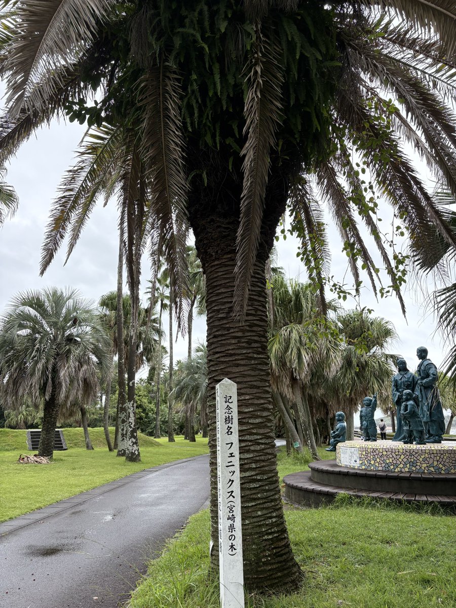 ngm_src's tweet image. 散歩してたらフェニックスの由来を知った🌴
家にもフェニックス植えたい🌴