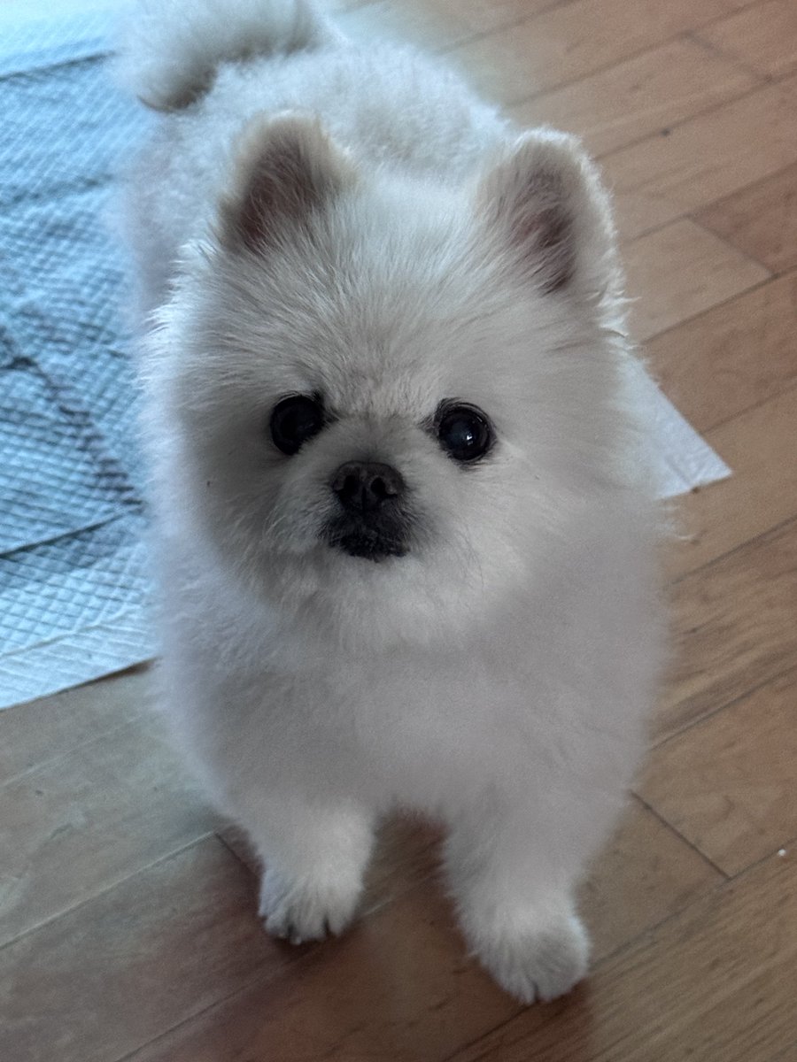2mozzi_'s tweet photo. 헐 내가 강아지 사진을 2달이��� 안 올렸다고? https://t.co/VHqTLy4CBi