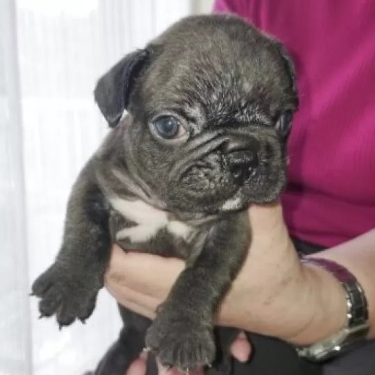 こんにちはAnimallineです🐾本日はフレブルのご紹介！とっても可愛い兄妹が産まれました♪こちらは元気いっぱい、のんびりした性格の男の子♡フレブルらしいどっしりとした重厚感！今後の成長も楽しみですね♪ぜひご検討ください！🐶

animalline.jp/breeder/pet/de…
#Animalline #犬のいる暮らし #フレブル